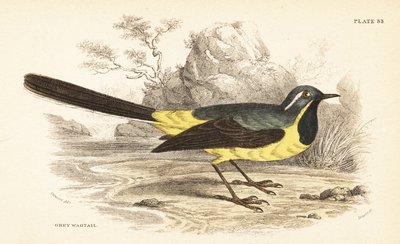 Gebirgsstelze, Motacilla cinerea von Unbekannter Künstler