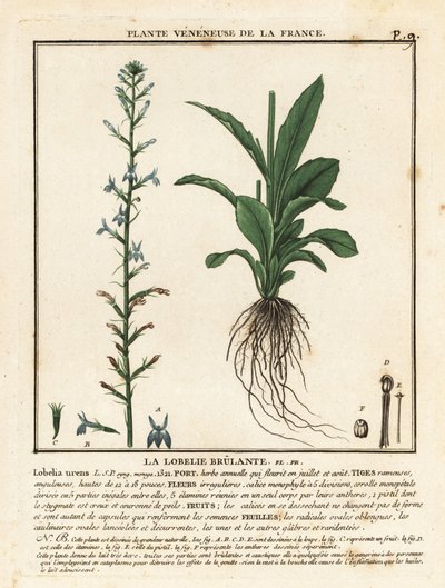Heide-Lobelie, Lobelia urens von Unbekannter Künstler