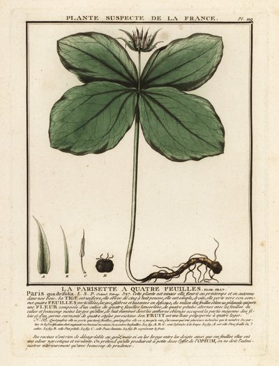 Einbeere, Paris quadrifolia von Unbekannter Künstler