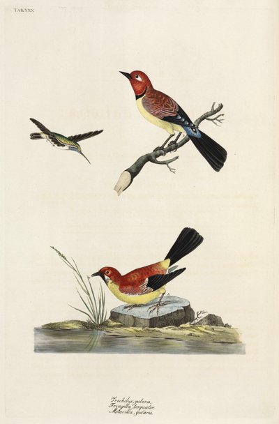 Kolibri, Buchfink und Bachstelze von Unbekannter Künstler