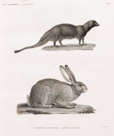 Ichneumon-Manguste und Hase aus Ägypten von Unbekannt