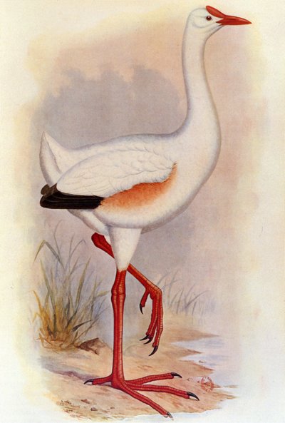Illustration/Leguatia gigantea/Riesenvogel von Leguat von Unbekannt