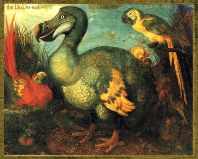 Illustration/Raphus cucullatus/Dodo von Mauritius/Dronte von Unbekannt