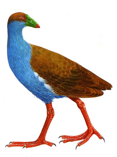 Illustration/Trybonyx roberti. von Unbekannt