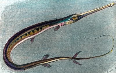 Illustration eines Schwertfischs (Xiphias gladius) von Unbekannter Künstler