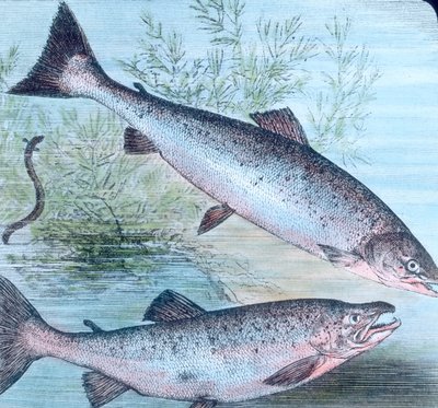Illustration von Lachs und Meerforelle von Unbekannter Künstler