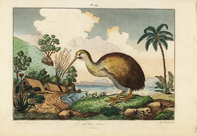 Kiwi-Vogel, Apteryx australis von Unbekannt