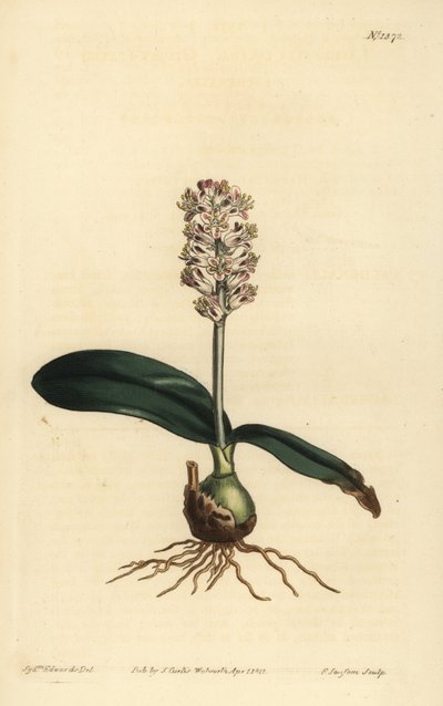 Lachenalia pallida von Unbekannt
