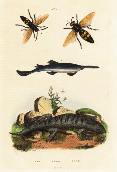 Großzahn-Sägefisch, Skink und Wespen von Unbekannter Künstler