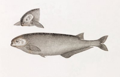 Le Mormyre de Behbeyt von Unbekannt