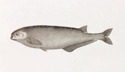 Le Mormyre de Behbeyt von Unbekannt