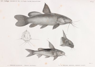 Le Pimelode Karafche & Le Pimelode Aboureal von Unbekannt