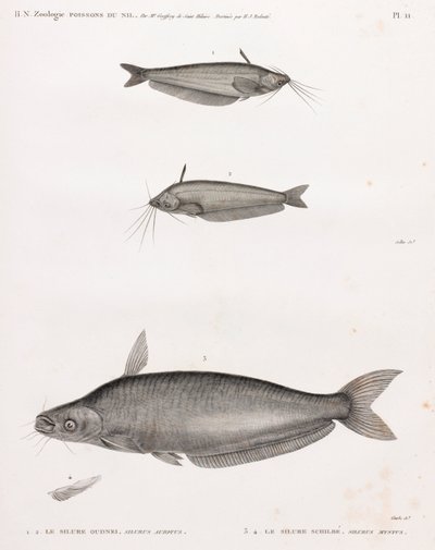 Le Silure Oudnei & Le Silure Schilbe von Unbekannt