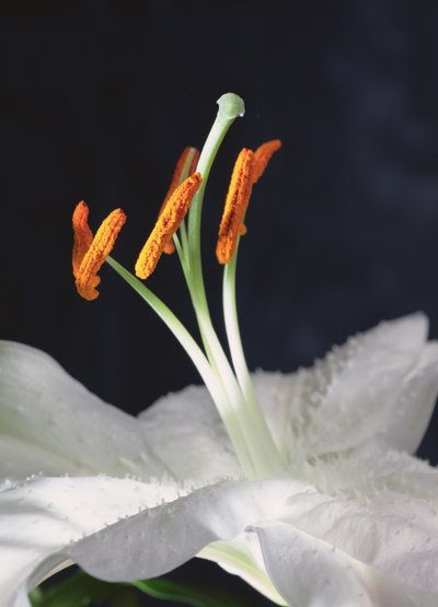 Lilienstempel, 2001 von Unbekannter Künstler