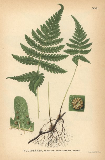 Langblättriger Dornfarn, Phegopteris connectilis von Unbekannter Künstler