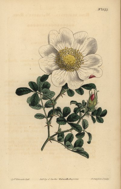 Macartneys Rose, Rosa bracteata von Unbekannt