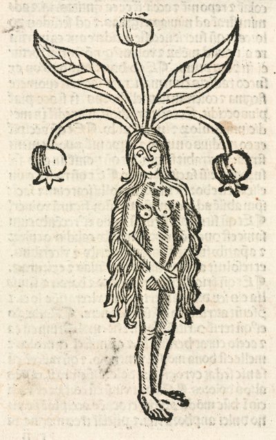 Alraune (weibliche Form) von Unbekannt