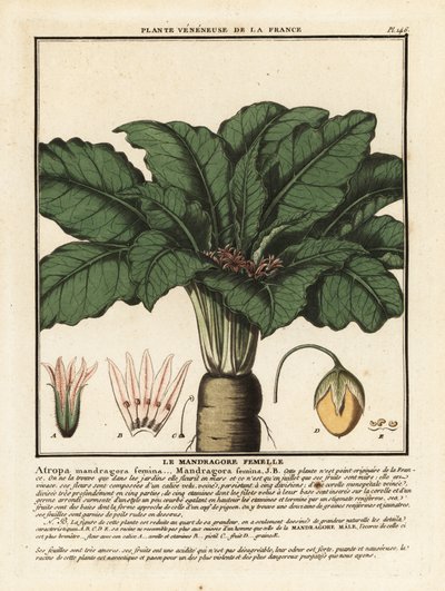 Alraune, Mandragora officinarum von Unbekannter Künstler