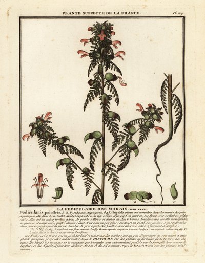 Sumpf-Läusekraut, Pedicularis palustris von Unbekannter Künstler
