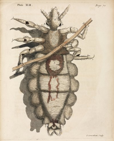 Mikroskopie von Unbekannt
