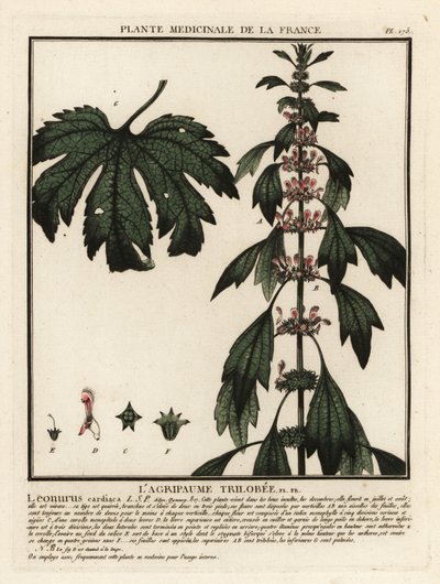 Herzgespann, Leonurus cardiaca von Unbekannter Künstler