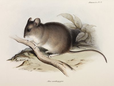 Maus, ca. 1832-1836 von Unbekannter Künstler