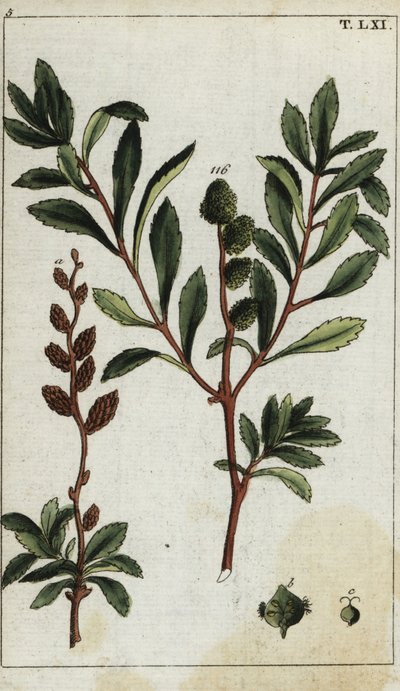 Myrica gale von Unbekannter Künstler
