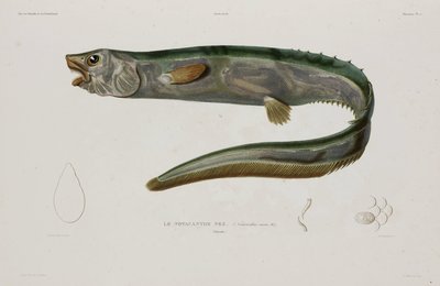 Natacanthus nasus, Island, frühes 19. Jahrhundert von Unbekannter Künstler