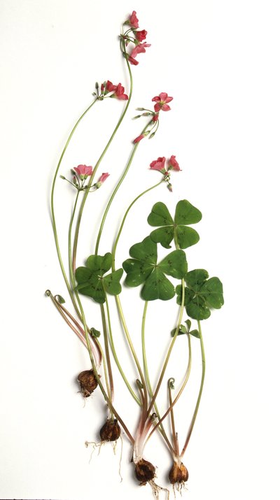 Oxalis tetraphylla/Oxalis deppei/Deppe-Klee von Unbekannt