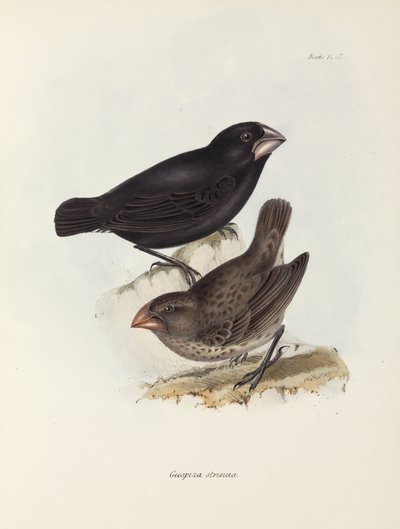 Paar Finken, Galapagos-Inseln, ca. 1832-1836 von Unbekannt