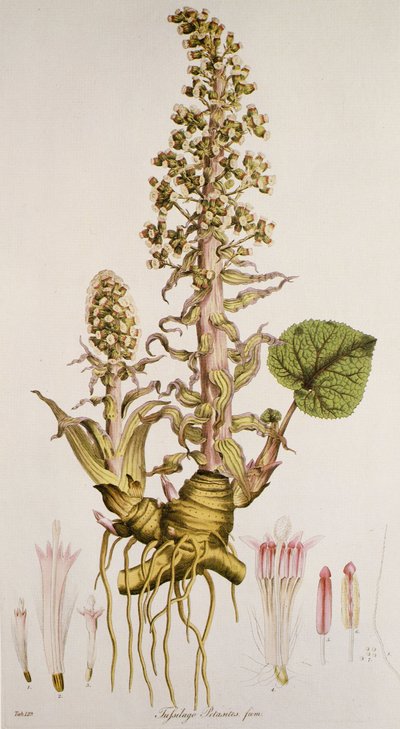 Petasites sp./Pestwurz von Unbekannt