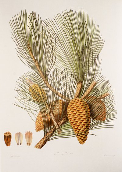 Pinus pinaster von Unbekannt