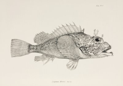 Spielerskorpionfisch, ca. 1832-1836 von Unbekannter Künstler