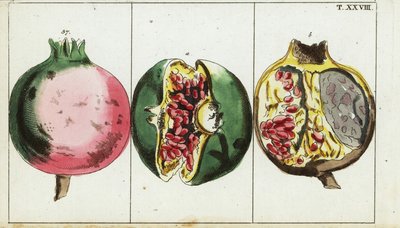 Granatapfelfrucht, Punica granatum von Unbekannter Künstler