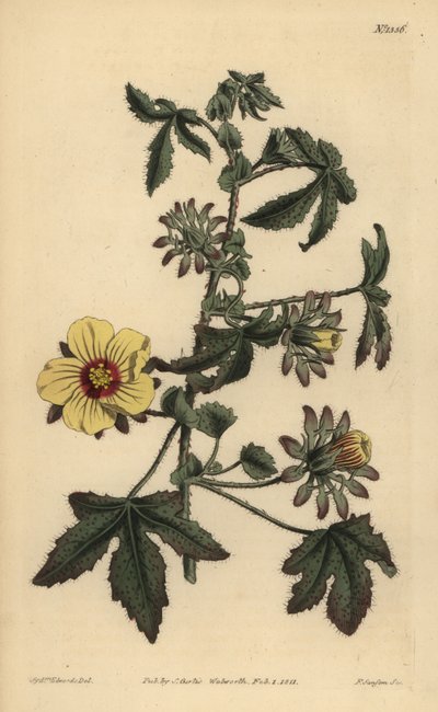 Stachelstieliger Hibiskus von Unbekannt