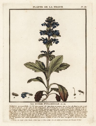 Pyramiden-Bugle, Ajuga pyramidalis von Unbekannter Künstler