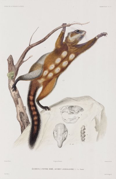 Rotbauchhörnchen oder Mexikanisches Grauhörnchen von Unbekannter Künstler