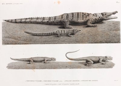 Reptilien: Krokodile und Stellions von Unbekannt