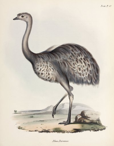 Nandu, Südamerika, ca. 1832-1836 von Unbekannter Künstler