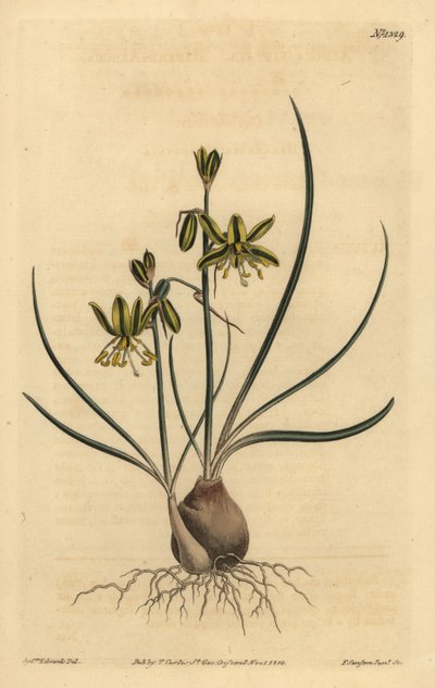 Riband-Albuca von Unbekannt