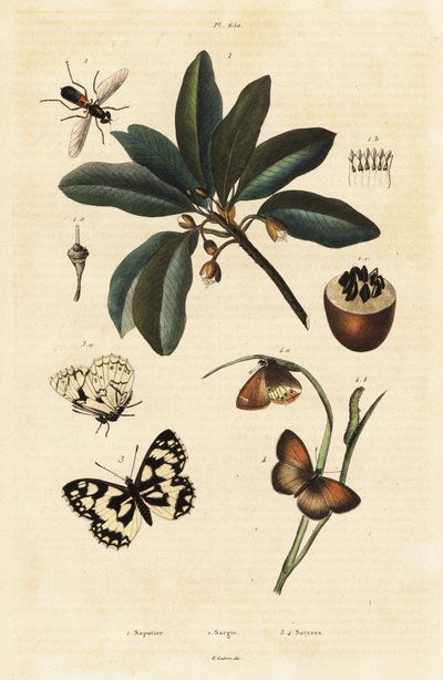 Sapodilla und Motten von Unbekannter Künstler