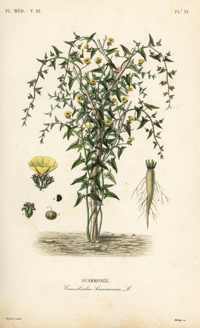 Skammonie, Convolvulus scammonia, Scammonee von Unbekannt