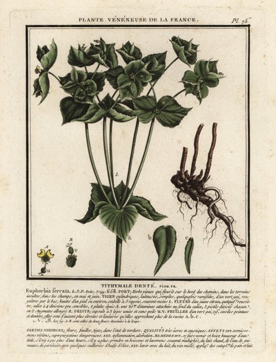 Gezähnte Wolfsmilch, Euphorbia serrata von Unbekannter Künstler