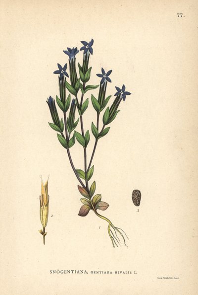 Schnee-Enzian, Gentiana nivalis von Unbekannter Künstler