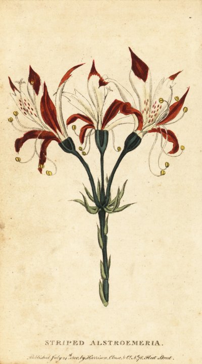 Gestreifte Alstroemeria, Alstroemeria ligtu, 1800 (Gravur) von Unbekannter Künstler