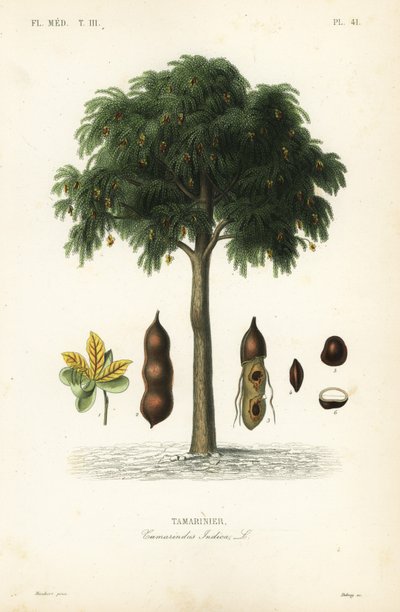 Tamarindenbaum, Tamarindus indica von Unbekannt