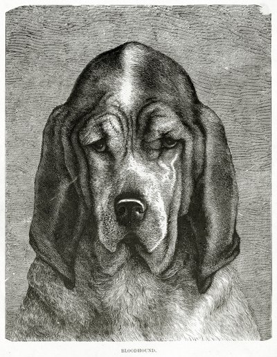 Der Bluthund. 1902 (Lithografie) von Unknown