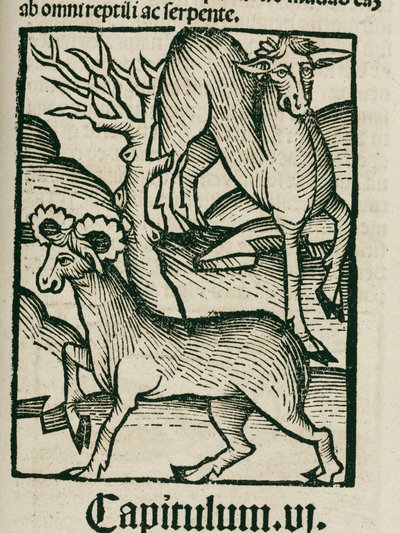 Der Elch von Unbekannt