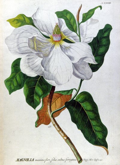 Die Magnolie von Unbekannter Künstler