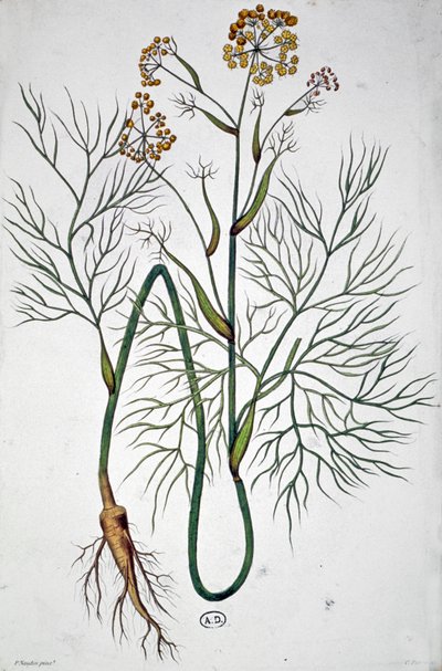 Der Fenchel, ca. 1850 von Unbekannter Künstler